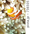 Amphiprion ocellaris　（カクレクマノミ