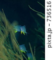 Golden damselfish（ヤマブキスズメダイ