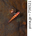 Candy-cane dwarfgoby