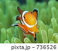 Amphiprion ocellaris　（カクレクマノミ