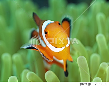 Amphiprion ocellaris (カクレクマノミ Amphiprion ocellaris (カクレクマノミ