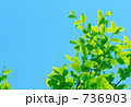 736903