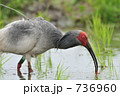 水田で餌を探す朱鷺 736960