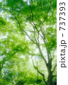 新緑 12