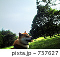 柴犬、公園にて