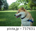 新緑と柴犬
