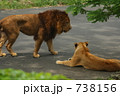 ライオンのつがい(多摩動物公園)