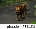 雄ライオンの雄叫び(多摩動物公園)