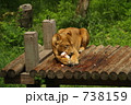 肉を食べる雌ライオン