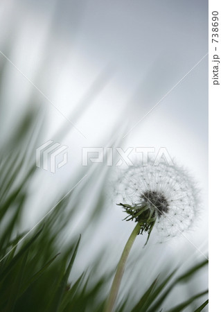 「透ける綿毛」の写真素材 「透ける綿毛」の写真素材