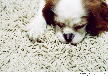「犬 キャバリア 睡眠 」の写真素材 「犬 キャバリア 睡眠 」の写真素材