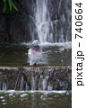 水辺の鳩