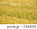 風にそよぐ麦