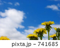 蒲公英
