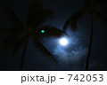 月夜のヤシの木