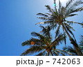 青空と椰子の木