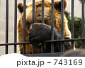 旭山動物園のヒグマ