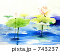素材ナンバー 743237 : 「蓮の花　蓮の水彩画」