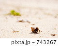 ヤドカリ ヤドカリ