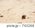 ヤドカリ ヤドカリ