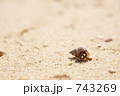 ヤドカリ ヤドカリ
