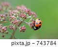 てんとう虫