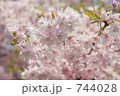 八重紅枝垂れ