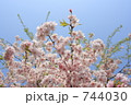 八重紅枝垂れ