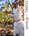 白い犬　１５