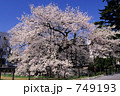 石割桜（岩手県盛岡市）
