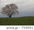 小岩井一本桜