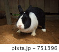 うさぎ
