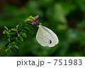 クロテンシロチョウ