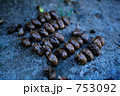 セミの抜け殻、なぜか並んでます