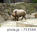 ヒガシクロサイ