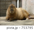 カピバラ