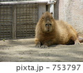 カピバラ