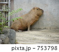 カピバラ
