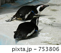 ケープペンギン