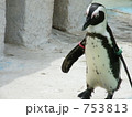ケープペンギン