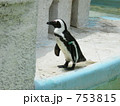 　ケープペンギン