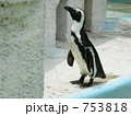 ケープペンギン
