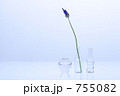 ラベンダー