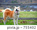微笑む秋田犬