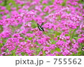 アオスジアゲハと花畑