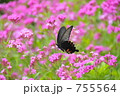 クロアゲハと花畑