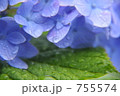 雨に咲く花
