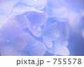 幻想の中の紫陽花