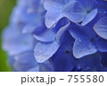 雨に咲く花