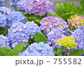 雨に咲く花